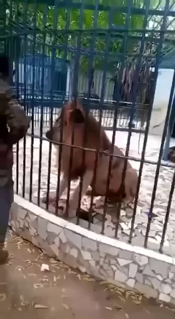 do not mess with lions