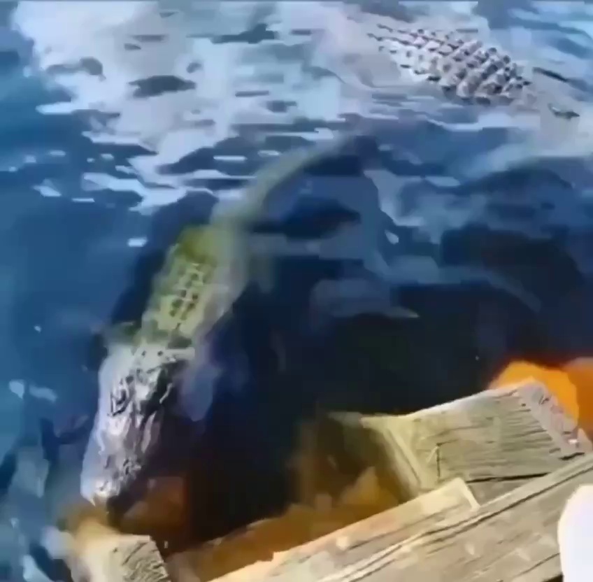 dangerous crocodiles