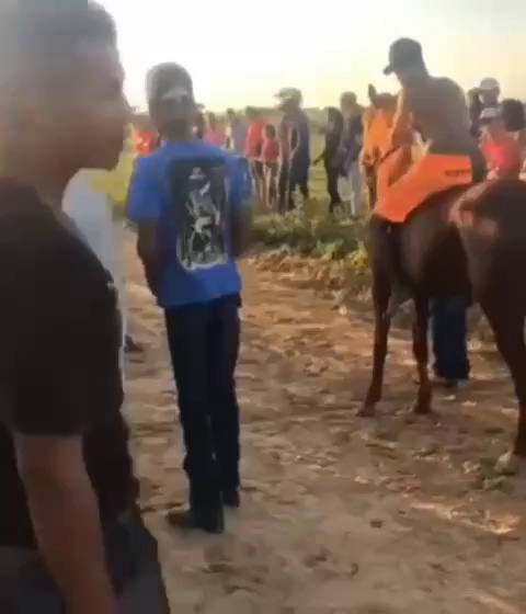 don't stand behind the horse