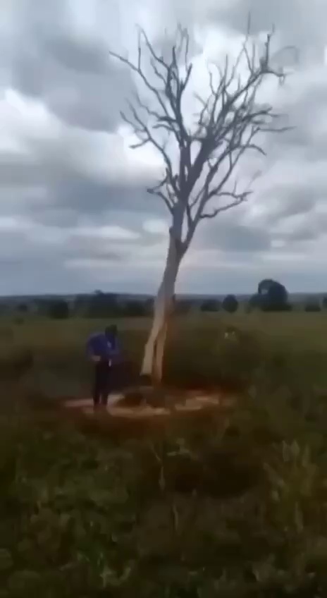 tree answer