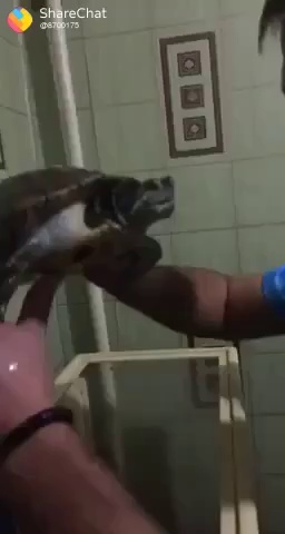 turtle kiss